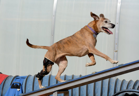 Joint and Bone Discomfort in Dogs: What Owners Need to Know | Alchemypet
