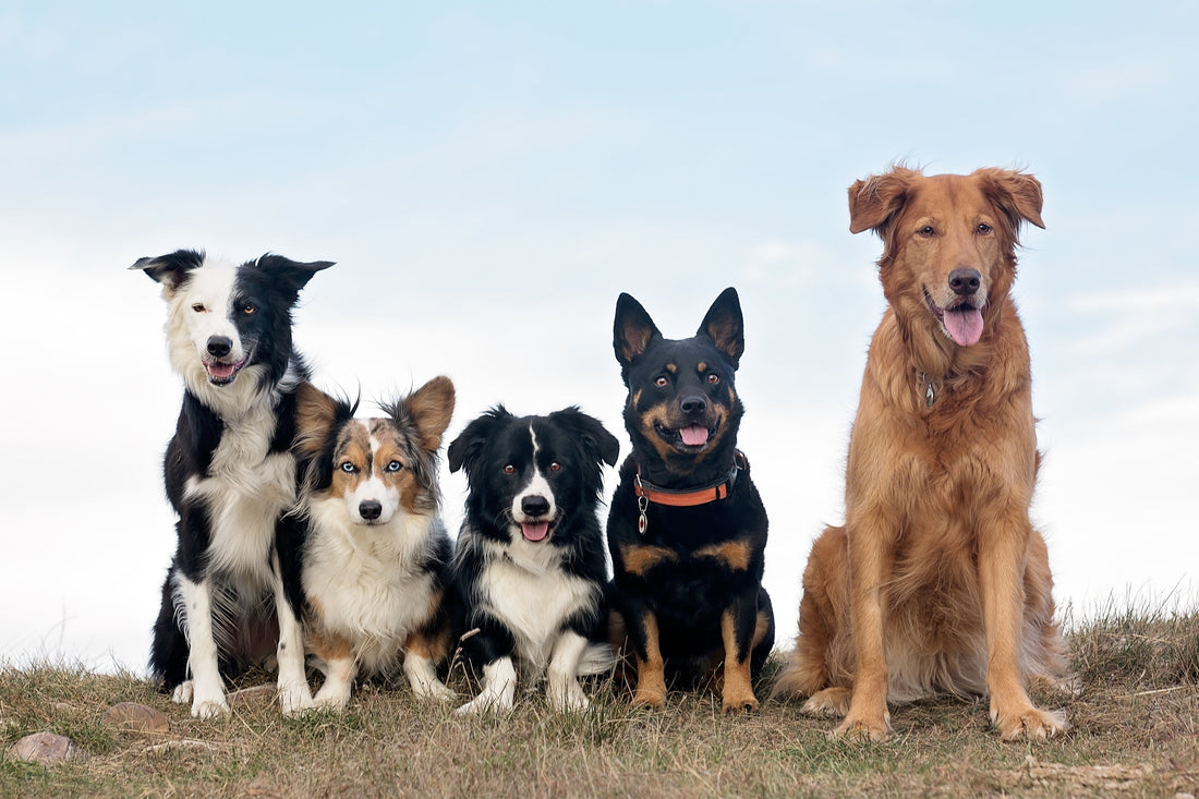 Combating the Lack of Genetic Diversity Through Biohacking | AlchemyPet