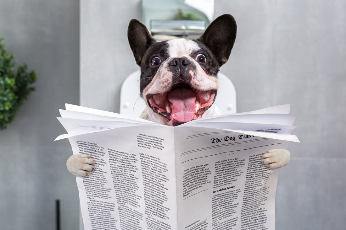 a dog reading the news