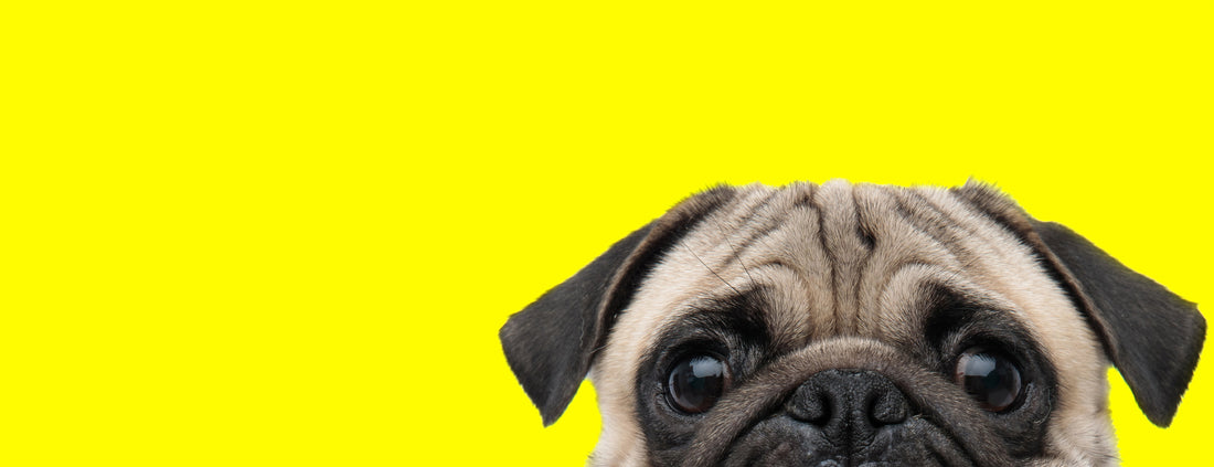 How Dogs Talk Through Their Eyes | AlchemyPet