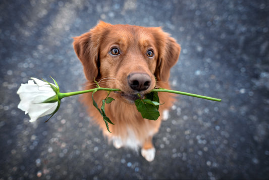 2022's Guide to Dog Mom Day: How to Celebrate Your Fur Baby