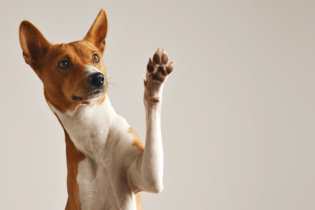 The Importance of Bioavailability in Natural Remedies for Pets