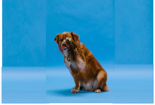 dog giving paw