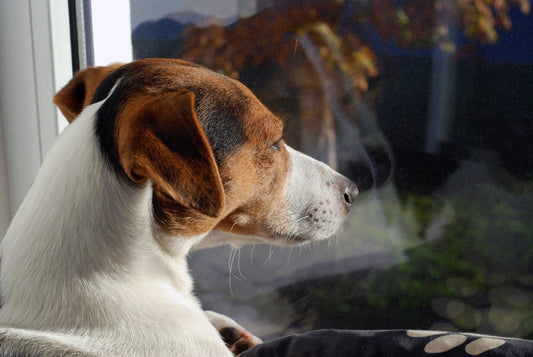 How to Manage Separation Anxiety in Dogs | AlchemyPet