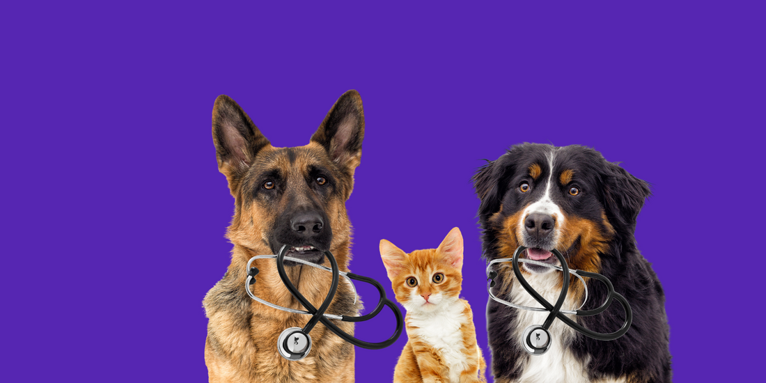 How to make National Pet Wellness month meaningful to your pet | AlchemyPet