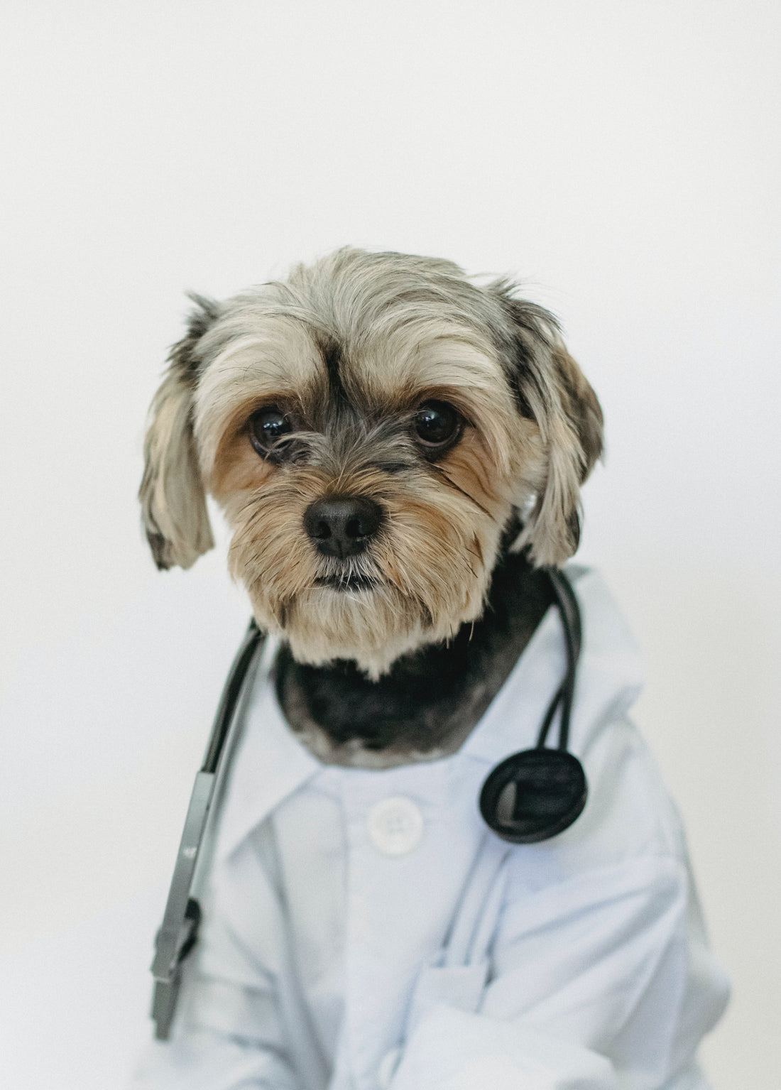 a doctor dog