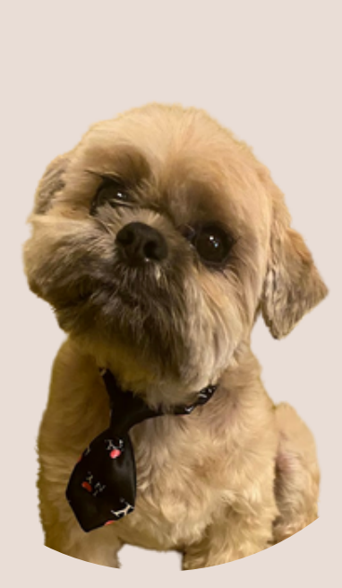 Small Dog
