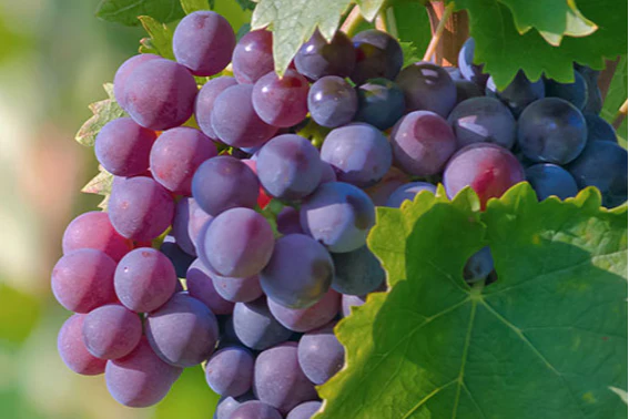 MEGANATURAL GOLD™ (Grape Seed Extract)