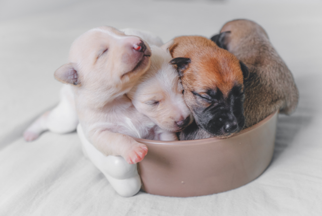 Unleash the Power of Pet Vitamins: Celebrating National Puppy Day with a Healthy and Happy Furry Friend