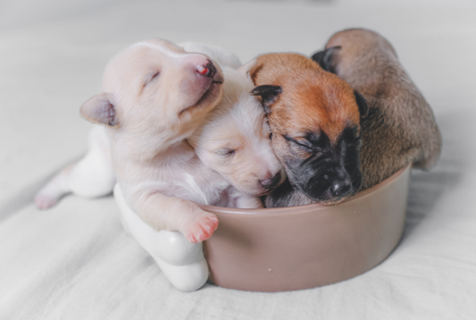 Unleash the Power of Pet Vitamins | AlchemyPet