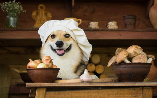 a dog cooking