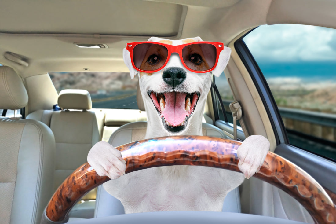 a dog driving a car