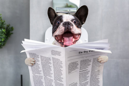 a dog reading the news