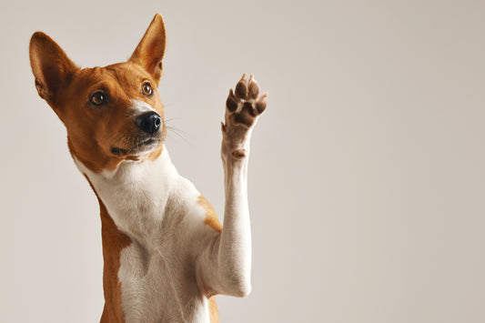 The Importance of Bioavailability in Natural Remedies for Pets