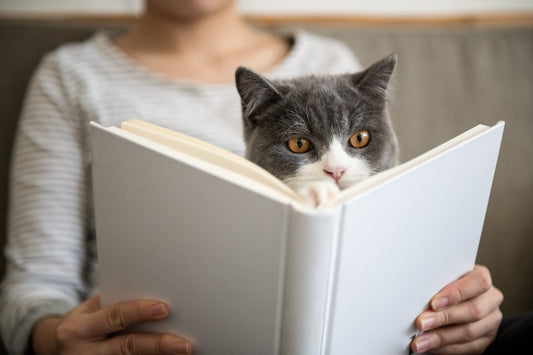 a cat reading a book