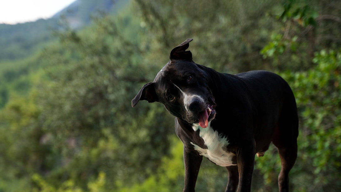 Canine Anxiety and How to Manage It | AlchemyPet