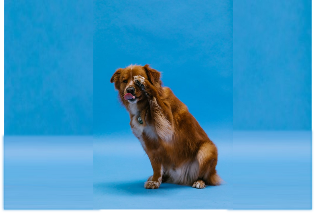 dog giving paw