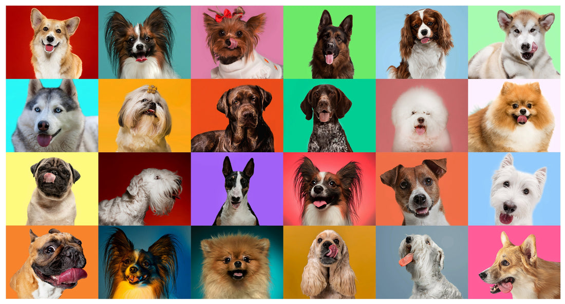 How a Dog's Breed Impacts the Human-Animal Bond | alchemypet