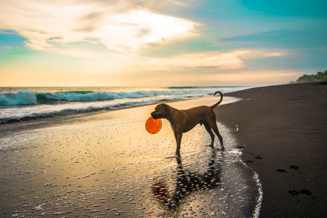The Importance of Joint Supplements for Dogs and the Role of alchemypet's All-Natural Microencapsulation Technology