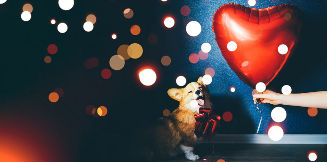 The Pet-Human Connection