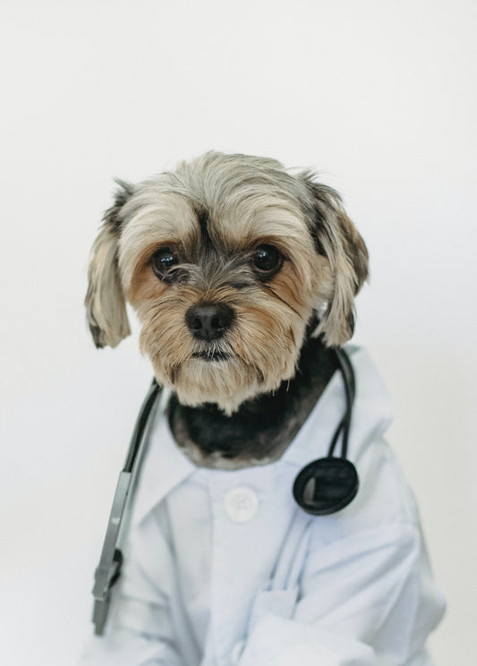 a doctor dog