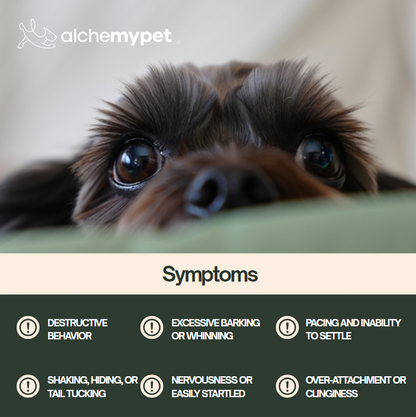 CALMING - Advanced Anxiety Relief